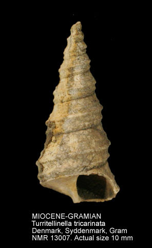 MIOCENE Turritellinella tricarinata (2).jpg - MIOCENE Turritellinella tricarinata (Brocchi,1814)